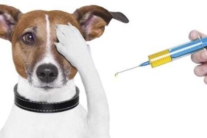 Köpeklerin Kaç Tane Aşısı Var?