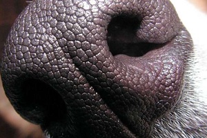 Köpeklerin Burnu Neden Siyahtır?