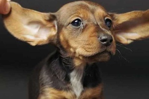 Köpeklerin Kulakları Neden Soğuk Olur?
