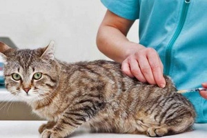 Kedi Aşıları Ücretsiz Nerede Yapılır?