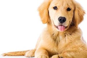 Köpeklerde İç Kanama Belirtileri Nelerdir?