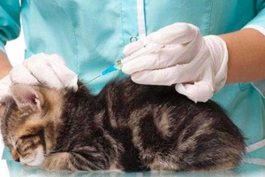 Kedilerde Lösemi Aşısı Kaç Kez Yapılır?