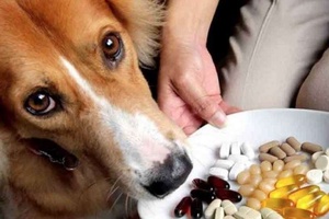 Köpeklere Vitamin Verilmeli Mi?