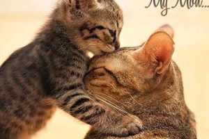 Kedi Öpücüğü Nedir? Sevgi Öpücüğü