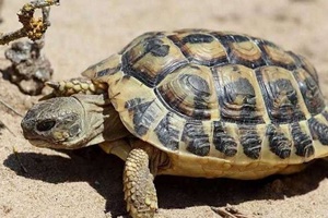 Kaplumbağalar Akciğer Solunumu Yapar Mı?