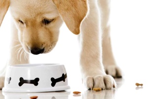 Köpeklerde İştahsızlık Belirtileri ve Tedavisi