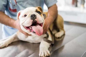 Köpeklerde Karın Ağrısı Belirtileri ve Tedavi Yöntemleri