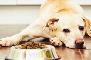 Köpeğim Yemek Yemiyor ve Halsiz Ne Yapmalıyım?