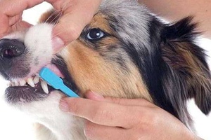Köpeklerin Dişleri Nasıl Temizlenir?