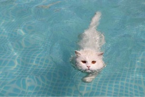 Kediler Yüzebilir Mi?