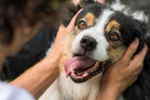 Köpeklerin Ağzı Neden Kokar?