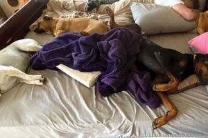 Köpeklerle Uyumanın Yararları Nelerdir?