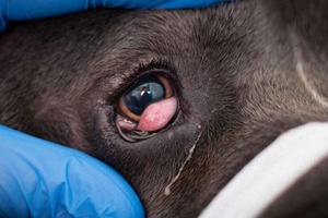 Köpeklerde Kiraz Göz Hastalığı Belirtileri ve Tedavisi