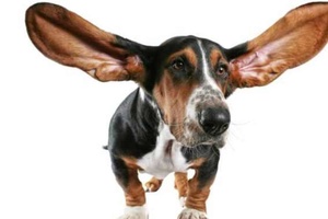 Köpeklerde Kulak Uyuzu Kaç Günde Geçer?