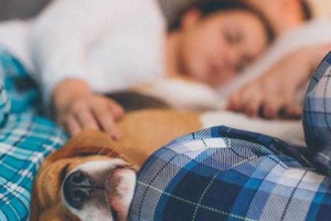 Köpeklerle Uyumak Zararlı Mı?