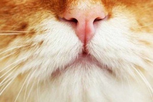 Kedilerin Burnu Neden Soğuk Olur?