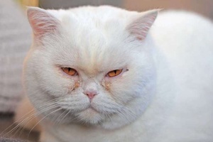 Kedilerde Göz Kızarıklığı Nasıl Geçer?