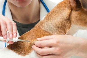 Köpeklerde Bronchine Aşısı Nedir?