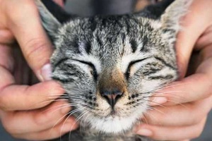 Kedi İç Parazit Hapı Yeterli Mi?