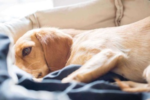 Köpeklerde Siroz Belirtileri, Nedenleri ve Tedavi Yöntemleri