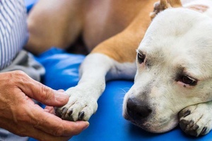 Köpeklerde Kanlı İshal Belirtileri Tedavi Yöntemleri