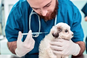 Köpeklerde İç Dış Parazit Aşısı Nedir?