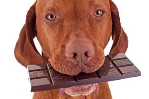 Köpeklerde Şeker Hastalığı Belirtileri ve Tedavi Yöntemleri