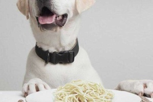 Köpekler Neden Diyet Yapar?