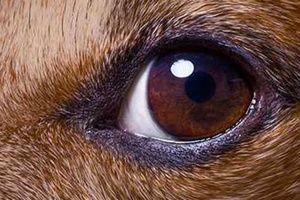 Köpeklerin Göz Rengi Ne Zaman Belli Olur?