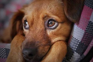 Köpeklerin Psikolojisi Nasıl Düzelir?