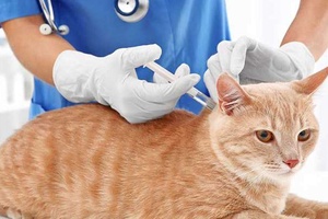 Kedilerde İç Dış Parazit Aşısı Ne Zaman Yapılır?