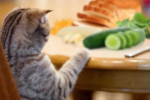 Kedilere Hangi Sebzeler Verilebilir?