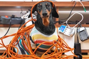 Köpekler Neden Kabloları Isırır?