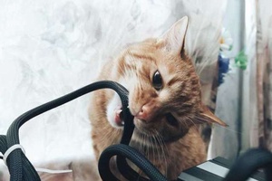 Kediler Neden Kabloları Isırır?