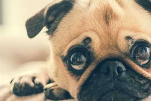 Köpeklerde Üst Solunum Yolu Enfeksiyonu Belirtileri