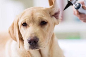 Köpeklerde Kulak Yarası Nedenleri