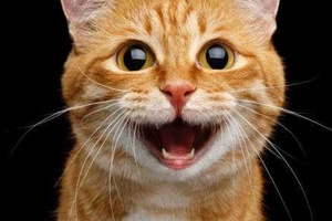 Kedilerin Güldüğünü Nasıl Anlarız?