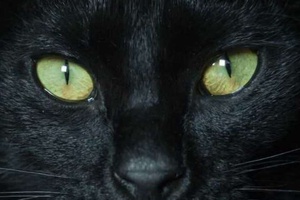 Kedilerde Göz Tansiyonu Belirtileri ve Tedavi Yöntemleri
