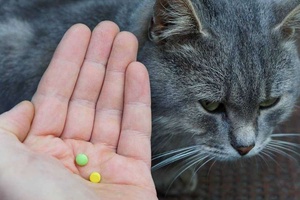 Kedilerde Hangi Antibiyotik Kullanılır?