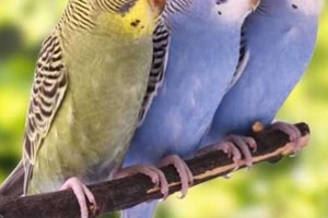 Muhabbet Kuşları Neden Ayaklarını Sallar?