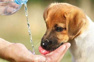 Köpeklere Soğuk Su Verilir Mi?