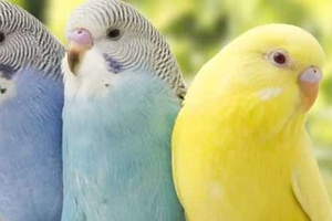Muhabbet Kuşları Neden Saklanır?