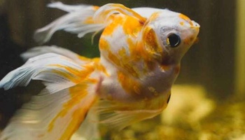 Japon Balığı Ölmek Üzere Ne Yapmalıyım?