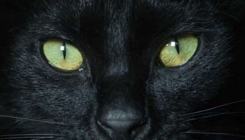 Kedilerde Göz Tansiyonu Belirtileri ve Tedavi Yöntemleri