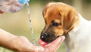 Köpeklere Soğuk Su Verilir Mi?