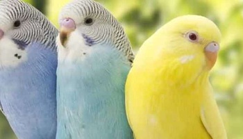 Muhabbet Kuşları Neden Saklanır?