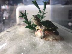 su kaplumbağa