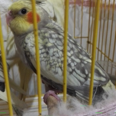 yavru Sultan Papağanı