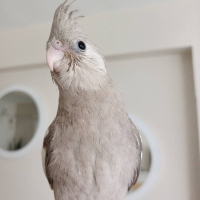 3 aylık white face cinnamon sultan papağanı
