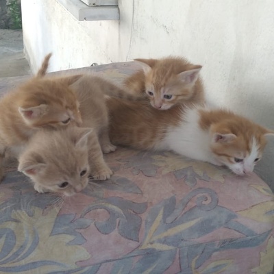 Sahiplenmeyi Bekleyen 5 Şirin Yavru Kedi